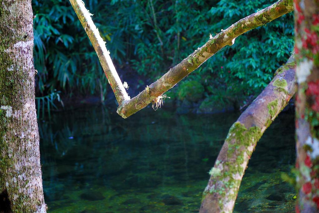 Hotel Refugio Ecologico Amadamata Nova Friburgo Esterno foto